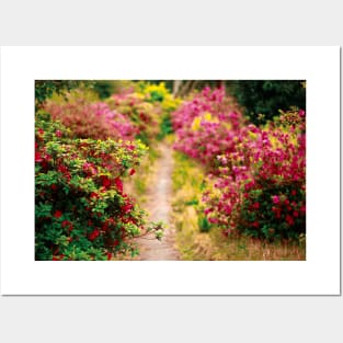 Footpath with azaleas Posters and Art